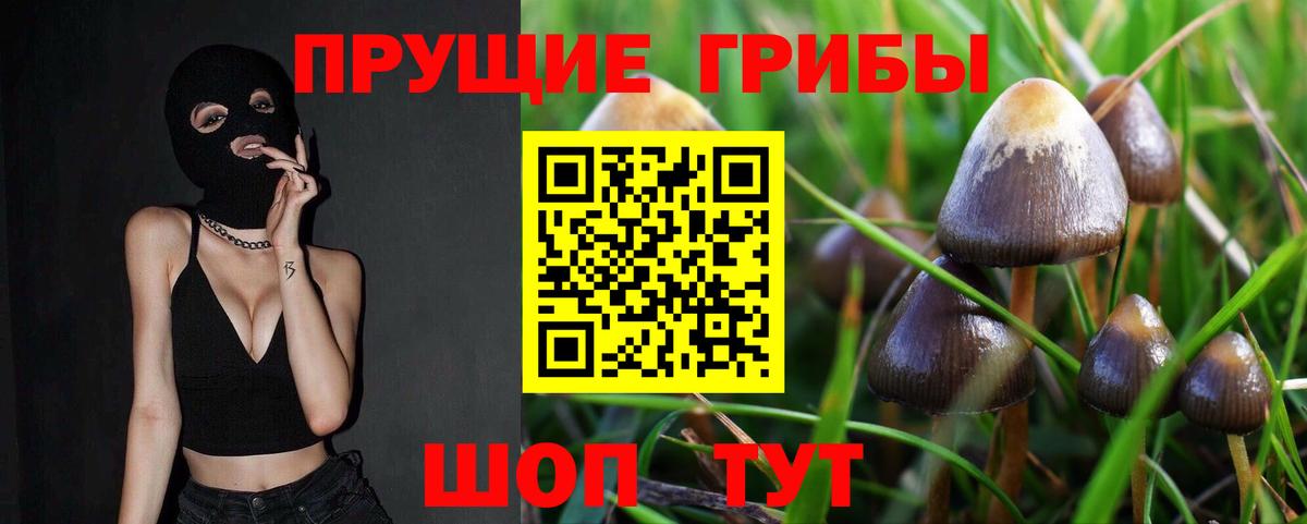 Сегежа  купить   Вход с VPN  Псилоцибиновые грибы Cubensis 